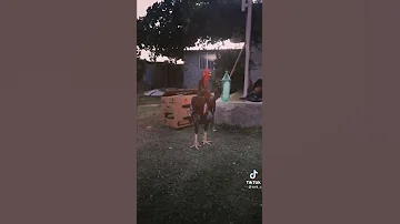 ديك مقاتل النوعيا ياباني 