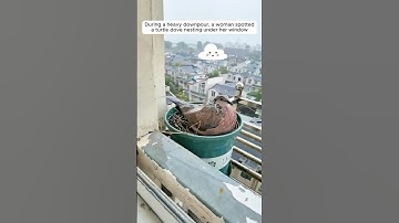 A woman found a turtle dove nesting outside her window and then... #turtledoves #cuteanimals