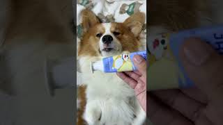 #ImmersiveContent #CutePetProject #PuppySPA #Dog #Corgi