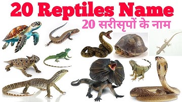 20 Amazing Reptile Animals for Kids | रेंगने वाले जीव | Amphibians,Crawling,Creeping,Insect For Kids
