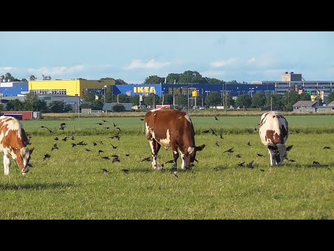 Video: I Almaty-regionen Dödar Ett Aldrig Tidigare Skådat Djur Fåglar Och Nötkreatur Och Suger Blod - Alternativ Vy