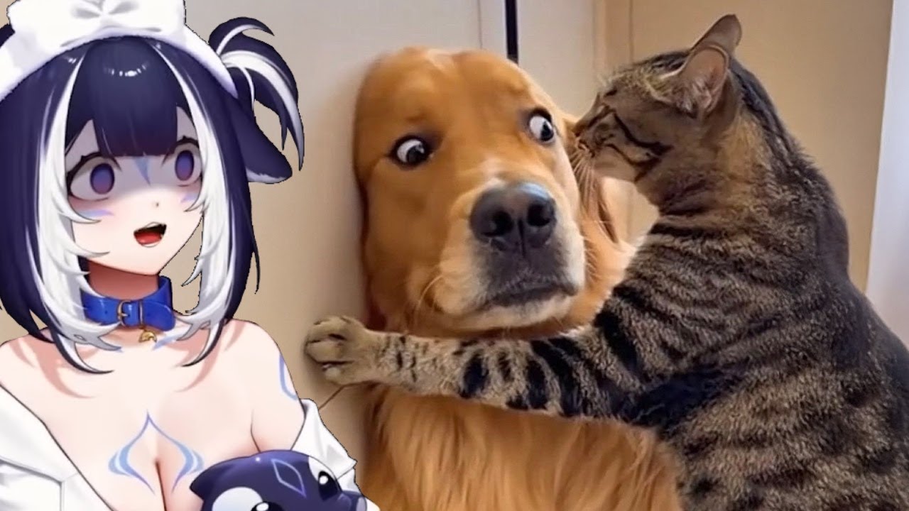 Shylily Watches the Funniest Cats Ever