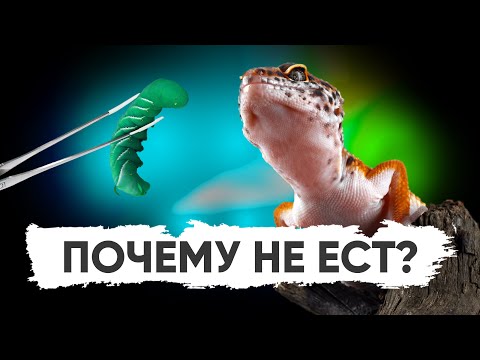 Почему эублефар не ест?