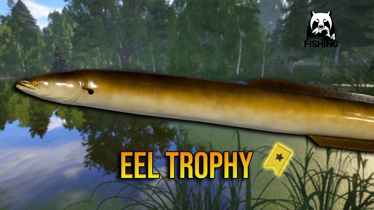 EEL TROPHY!!! New Account (LV 19) - Russian Fishing 4