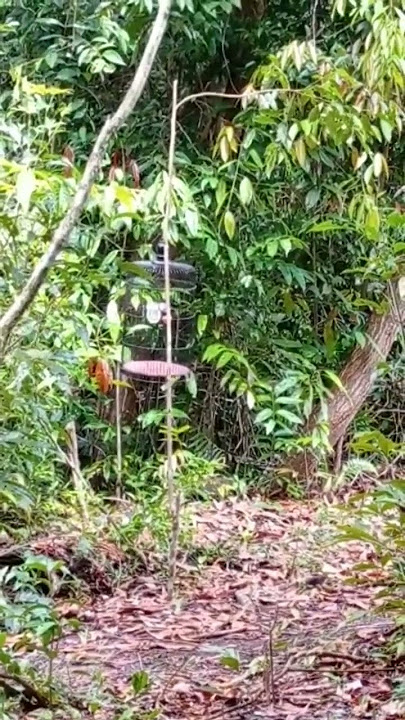 Detik2 Cara Mikat kolibri wulung dengan menggunakan pemikat di hutan belantara
