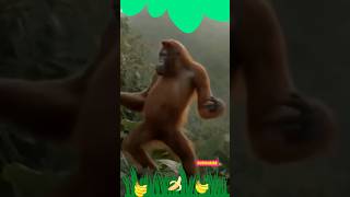 happy monkey - dancing monkey 🐒🐒#funny #viralsorts #shorts video #funny monkey dance