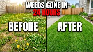 The Secret Vinegar Weed Killer that Works in 24 Hours