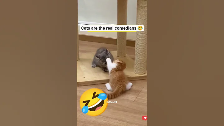 Video 11564381: kitten pets catlover cutecat, catlover kitten cutecat animals, catlover pets funny cutecat, kitten catlover pets cute, cats catlover kitten, facts catlover kitten animals, catlover games