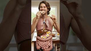 How Eggs Are Digested and How Parasites Influence Your Health | 3D Educational Animation