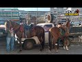 Venta De Ganado Bellezas De Caballos Y Cabras Alpina Paridas A Buen Precio🐴🐄🦌