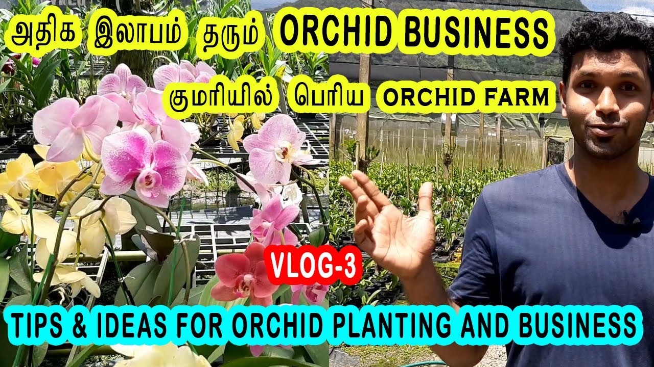 Orchid Flower Cultivation In India Best Flower Site