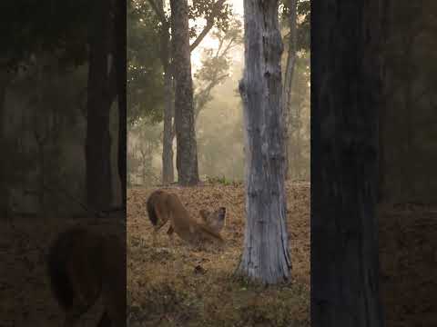 Ambabarwa wildlife sanctuary