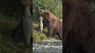 One of The world’s largest bear catching salmon with it’s bare hands 🐻 #viral #bestfeed #farming