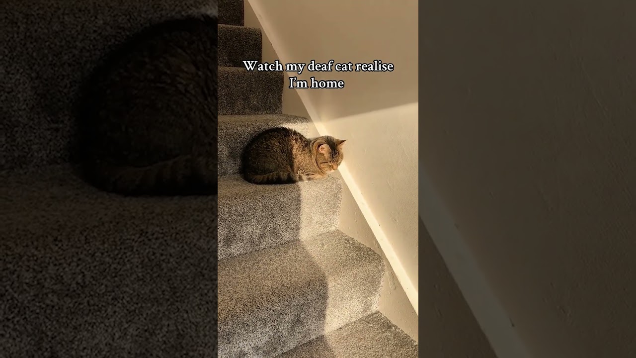 Blind and Deaf Cat