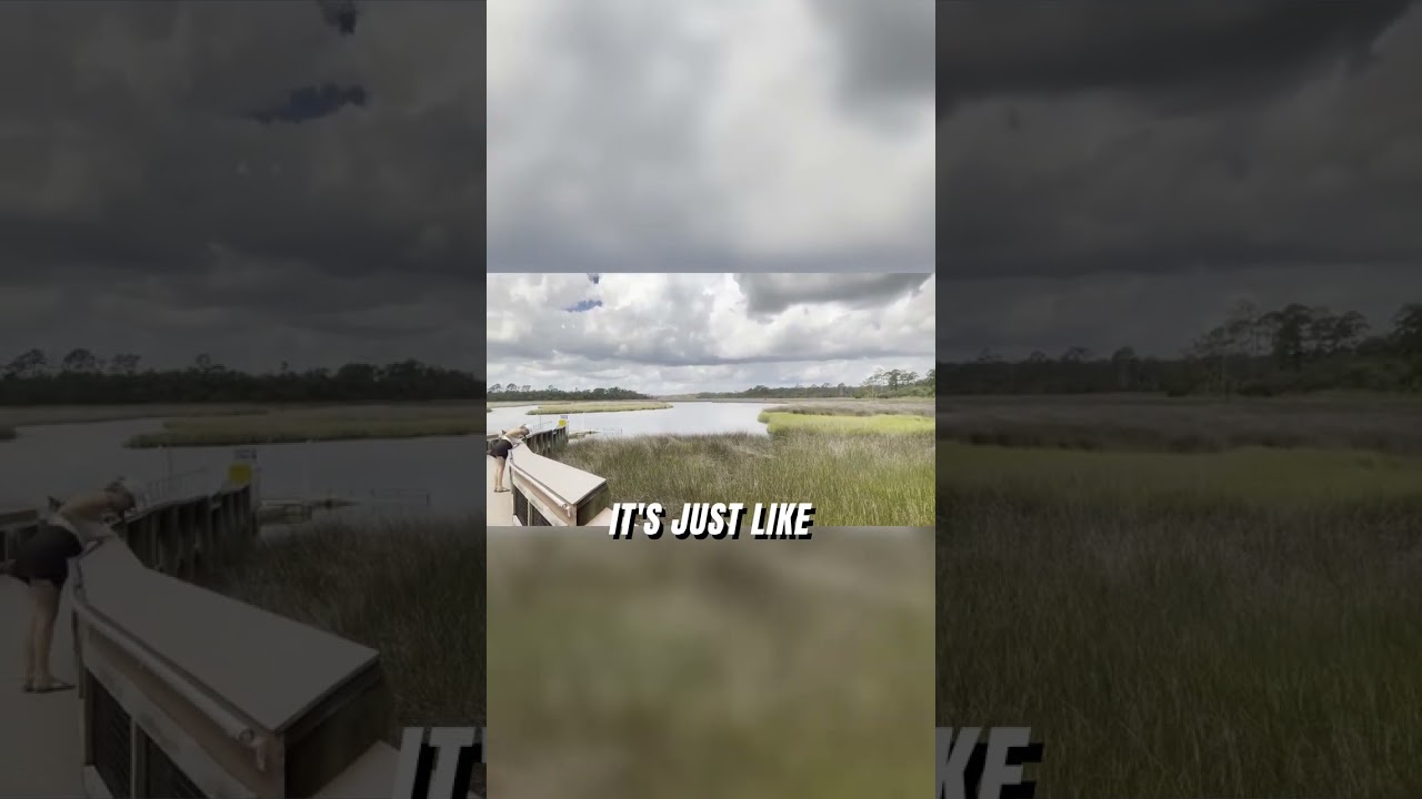 What happened at Longleaf Pines? 🌲
