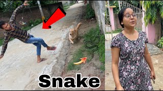 Hamare dog aur snake ki ladai 🥵 | staff ko chot lag gayi