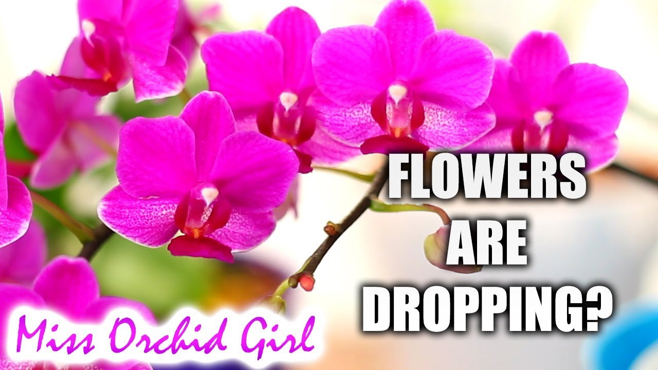 Orchid Q&A 16 Buds dropping, fertilizers, soaking Orchids & more