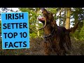 Irish Setter - TOP 10 Interesting Facts の動画、YouTube動画。