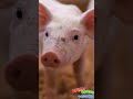 Домашние Животные + Звуки и голоса животных+ Познавательное видео про животных