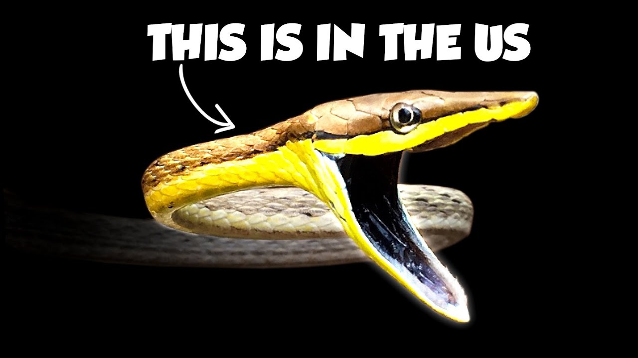 KATANASOUND VENOMOUS SNAKE 毒蛇 maxresdefault.jpg