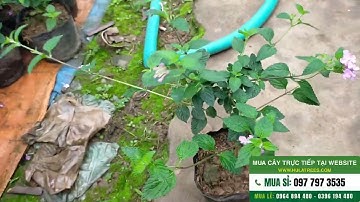 Bán sỉ và lẻ cây hoa ngũ sắc tím rủ