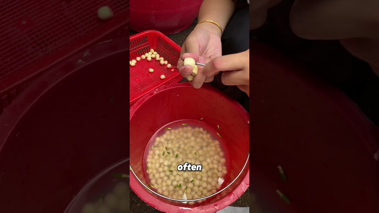 Как собирают и подготавливают семена лотоса.