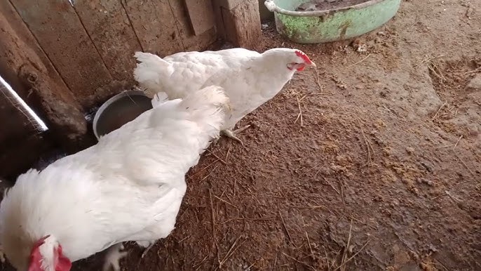 Олар тобырмен бірге жетілген әйелдің аузына кіргізеді