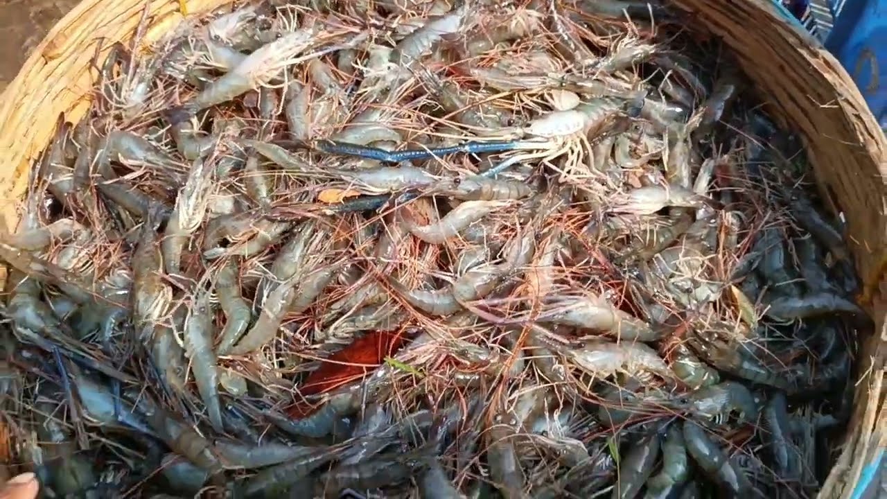 Indian Fish Market Big Fish Market MALANCHA In West Bengal YouTube indian-big-fish-market-last-part-malancha-fish-market-in-west