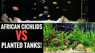 planted african cichlid tank