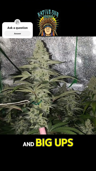 How Tim Page Grows the Best Herb Ever!