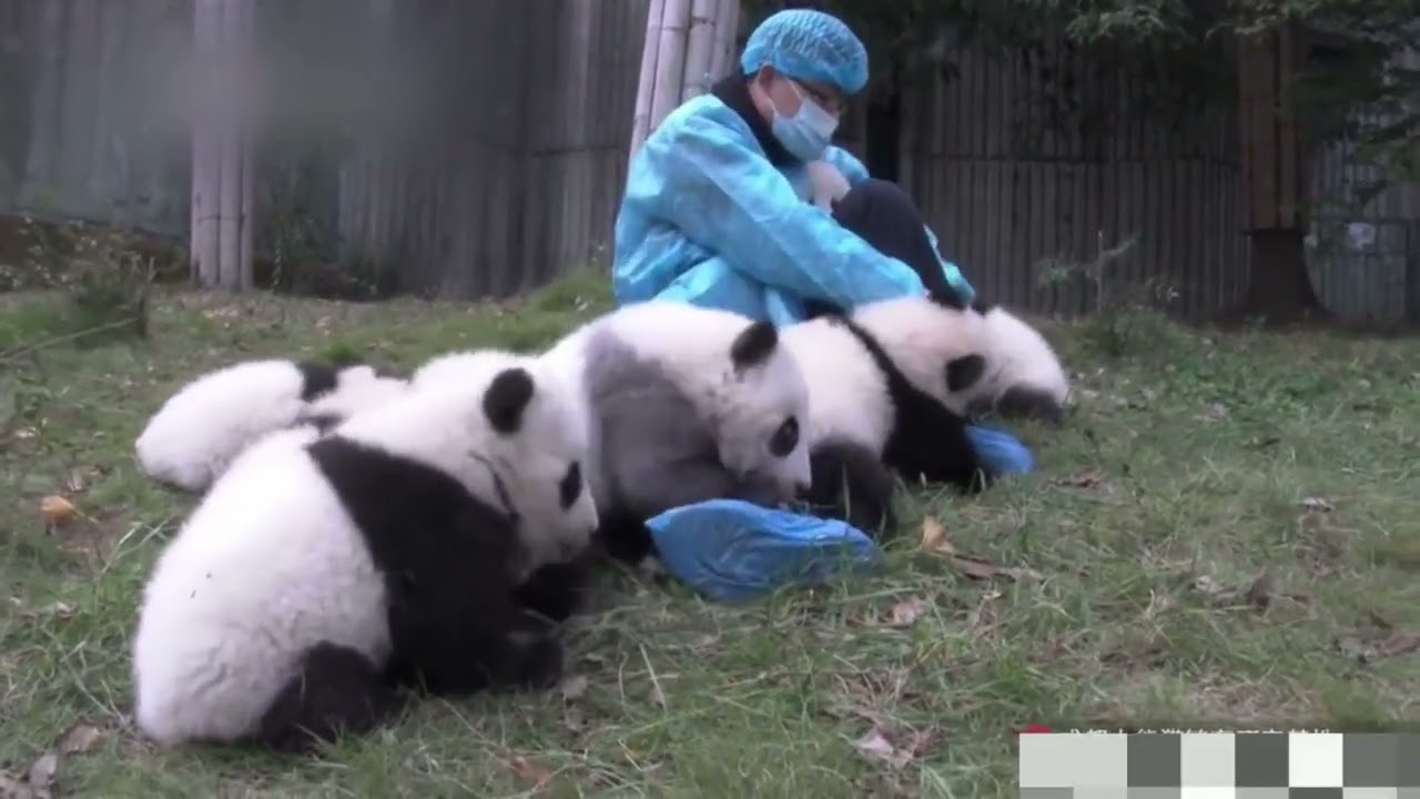 Seeing so many giant panda babies, I ask you if you envy them.