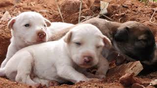 So adorable puppies, Street mother dog given a birth 5 puppies  Dogoftheday