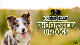Border Collie   The Einstein of Dogs