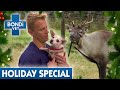 Race to save animals for christmas   bondi vet full episodes