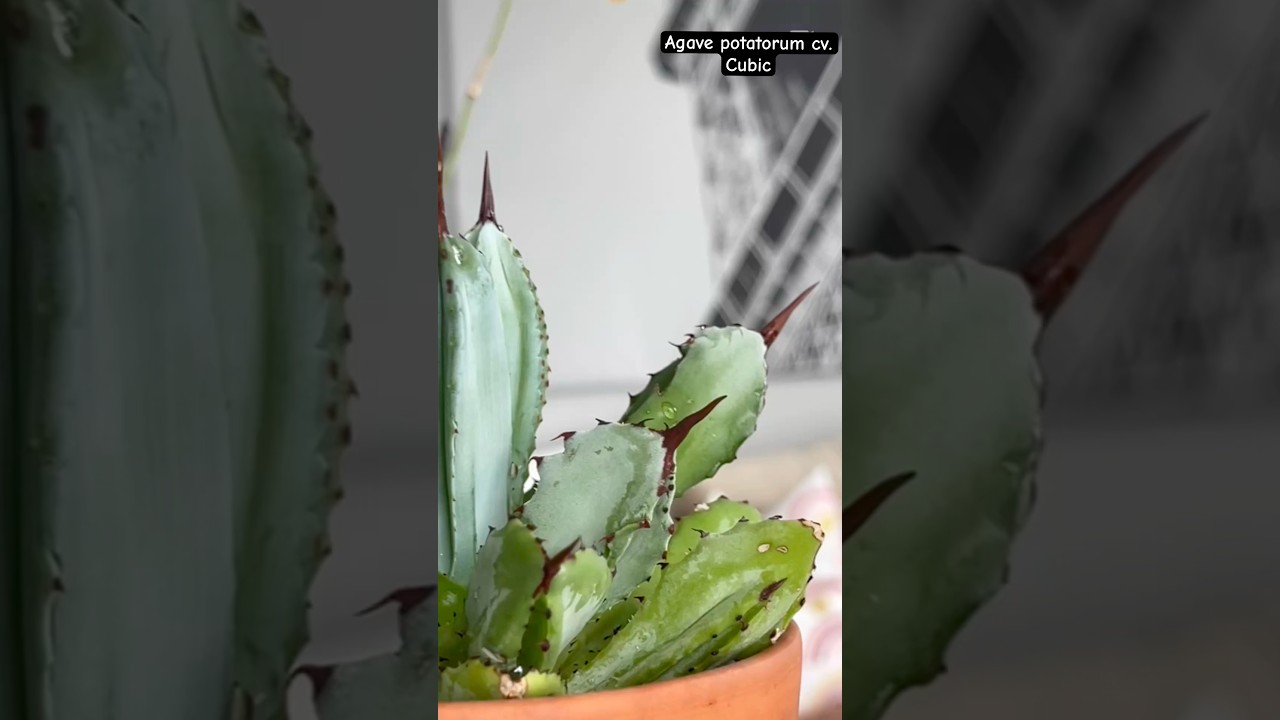 agave lophantha variegata Agave lophantha Splendida – Texas Tree Farms