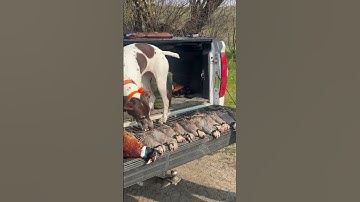 They’re all mine! #pointer #birddog #hunters #pheasant #chukar #hunting