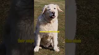 Unknown facts about dogslv #trend #facts #dogs