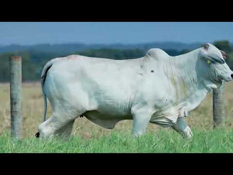 LOTE 32 - LEILÃO VIRTUAL NOVA GERAÇÃO GENÉTICA ADITIVA