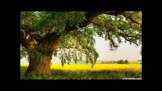 #Reader Abdul Razzaq al Dulaimi   #Surah AsSajdah
