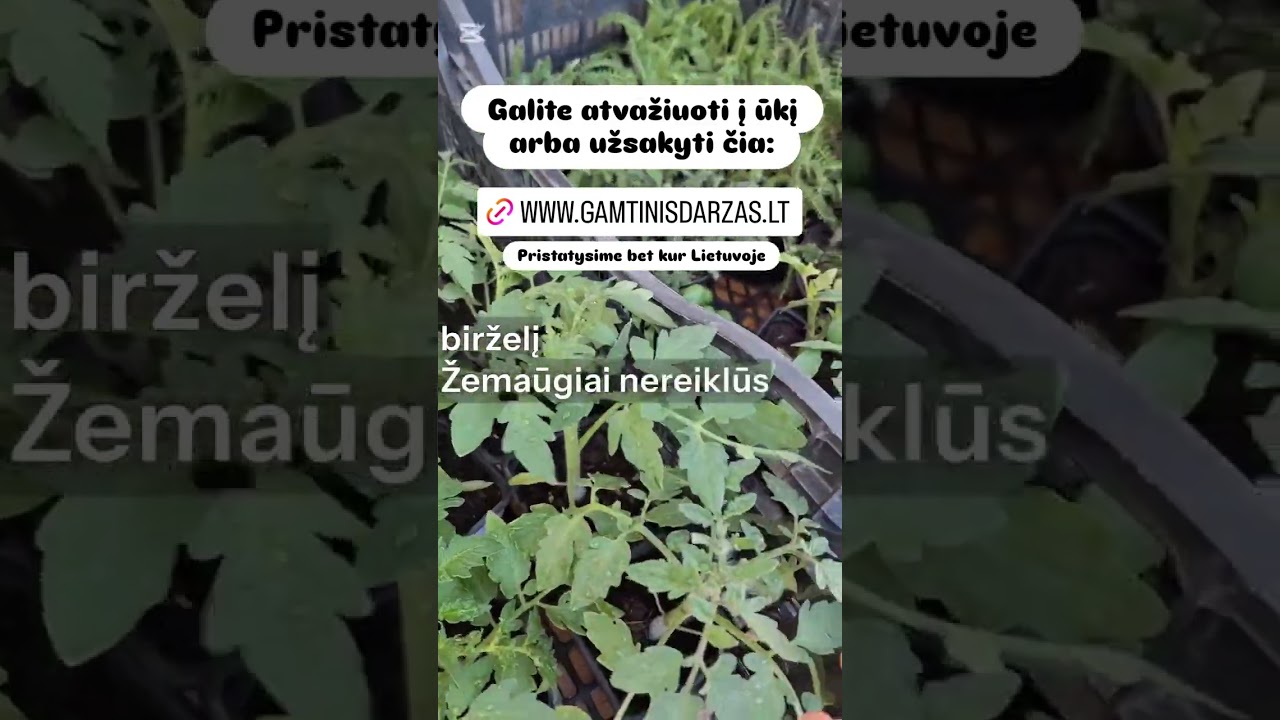 TV 2 - GAMTINISDARZAS.lT - gamtinisdarzas, gamtinisdarzas.lt, gamtinis daržas, gamtinis daržas mokymai, vilkės ūkis, vilkes ukis, vilkesukis, vilkės ūkio gėrybės, vilkės ūkio daržovės, vilkės ūkio mokymai, gamtinė žemdirbystė vilkės ūkis, daržovės internetu, šviežios daržovės internetu, daržovės į namus, daržovių pristatymas į namus, ūkininkų daržovės į namus, daržovės tiesiai iš ūkio, vietinės daržovės internetu, sezoninės daržovės internetu, natūralios daržovės internetu, be chemijos užaugintos daržovės, ekologiškos daržovės internetu, eko daržovės į namus, daržovių krepšelis, daržovių krepšeliai į namus, gėrybių krepšelis, gėrybių krepšeliai, ūkio krepšelis, ūkio produkcija į namus, tiesiai iš ūkininko, daržovės kaina, daržovės kainos, daržovės akcija, daržovės nuolaida, daržovių pristatymas, daržovių pristatymas visoje Lietuvoje, greitas pristatymas, daržovių užsakymas internetu, daržovių prenumerata, krepšelio prenumerata, savaitinis krepšelis, mėnesinis krepšelis, bulvės, ekologiškos bulvės, bulvės tiesiai iš ūkio, morkos, morkos iš ūkio, ekologiškos morkos, burokėliai, burokėliai iš ūkio, kopūstai, baltagūžiai kopūstai, svogūnai, svogūnai iš ūkio, česnakai, lietuviški česnakai, agurkai, agurkai iš ūkio, pomidorai, pomidorai iš ūkio, salotos, lapinės salotos, moliūgai, moliūgai iš ūkio, cukinijos, cukinijos iš ūkio, ridikėliai, špinatai, brokoliai, žiediniai kopūstai, porai, pupelės, žirniai, krapai, petražolės, bazilikas, mėta, čiobrelis, rozmarinas, prieskoninės žolelės iš ūkio, aromatinis daržas, gamtinė žemdirbystė, gamtinės žemdirbystės daržas, gamtinis daržas be chemijos, daržininkystė be chemijos, daržas be kasimo, no dig daržas, mulčiavimas darže, mulčias daržui, dirvos gerinimas natūraliai, dirvos derlingumo didinimas, kompostavimas, kompostas daržui, sliekų kompostas, biohumusas, sėjomaina, mišrios lysvės, polikultūra darže, natūralios trąšos, žaliasis tręšimas, sideratai, mikroorganizmai dirvai, tinginio daržas, daržininkystės kursai, daržininkystės mokymai, daržo mokymai internetu, nuotoliniai daržininkystės mokymai, nuotoliniai seminarai apie daržą, gamtinės žemdirbystės mokymai, permakultūros kursai, dirvodaros mokymai, daržo planavimo mokymai, šiltnamio mokymai, pomidorų auginimo mokymai, daržo įrengimas nuo nulio, daržo planavimas nuotolinis seminaras, kaip suplanuoti daržą, daržas naujoje vietoje seminaras, kaip įrengti daržą naujame sklype, dirvodara mažuose sklypuose, dirvos gerinimas mažame sklype, žemaūgių pomidorų auginimas, žemaūgiai pomidorai kaip auginti, pomidorų auginimas šiltnamyje kursai, pomidorų formavimas mokymai, pomidorų genėjimas mokymai, derliaus didinimas natūraliai mokymai, kaip įsirengti daržą, kaip pasidaryti lysves, aukštos lysvės kaip įrengti, lysvės be kasimo, kada pradėti daržą pavasarį, ką sodinti kada, sodinimo kalendorius, sėjomaina darže lentelė, kaip pagerinti dirvą, kaip pasidaryti kompostą, kompostas namuose, mulčiavimas kuo mulčiuoti, šiaudai mulčiui, lapai mulčiui, žolė mulčiui, pomidorų ligos, pomidorų marai kaip išvengti, kaip laistyti pomidorus, pomidorų tręšimas natūraliai, pomidorų lapų geltonavimas, žemaūgiai pomidorai veislės, agurkų auginimas šiltnamyje, agurkų ligos, kaip laikyti bulves, kaip laikyti morkas, kaip laikyti burokėlius, daržovių sandėliavimas rūsyje, kaip rauginti kopūstus, daržovės į namus Vilnius, daržovės į namus Kaunas, daržovės į namus Klaipėda, daržovės į namus Šiauliai, daržovės į namus Panevėžys, ūkininkų daržovės Vilnius, ūkininkų daržovės Kaunas, ūkininkų daržovės Klaipėda, ekologiškos daržovės Vilnius, ekologiškos daržovės Kaunas, ekologiškos daržovės Klaipėda, daržovių krepšelis Vilnius, daržovių krepšelis Kaunas, daržovių krepšelis Klaipėda, gamtinė žemdirbystė mokymai Vilnius, gamtinė žemdirbystė mokymai Kaunas, gamtinė žemdirbystė mokymai Klaipėda YouTube player