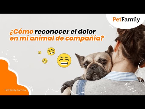 ¿Cómo reconocer el dolor en mi animal de compañía?