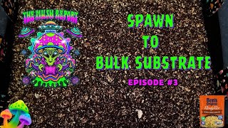The Mush Report Episode 3 - Spawn to Bulk Substrate . My Step-by-Step video to transferring #S2B