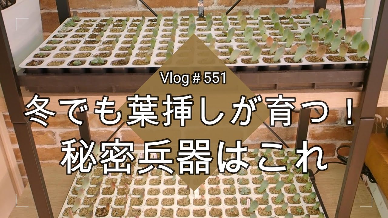 葉挿し　大量セット 多肉植物】葉挿しの大量育成方法！育苗トレーで一括管理する