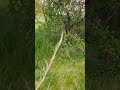 #katzen