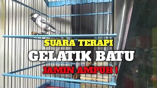SUARA TERAPI GELATIK BATU MACET BUNYI SUPAYA GACOR KEMBALI