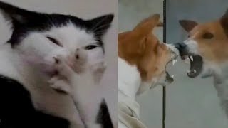 The Best Funniest Cats And Dogs I Bet You Can't Hold Your Breath Laughing 🤣😹 by Tiny Funny Paws 4,277 views 1 year ago 6 minutes, 40 seconds