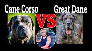 Cane Corso VS Great Dane by My New Puppy with Ali A. Parker 14,985 views 6 months ago 4 minutes, 45 seconds