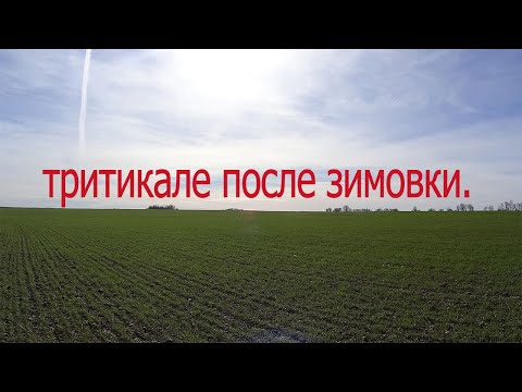 Видео: Как да консумираме пшенични трици