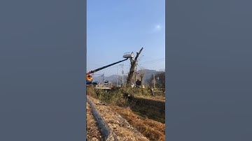 The process of tree pruning.Good tools double work efficiency.  Incredible Worker