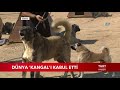 Dünya Kangal'ı Kabul Etti